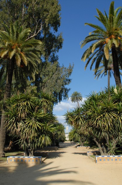 vai_palm_forest_crete_cv
