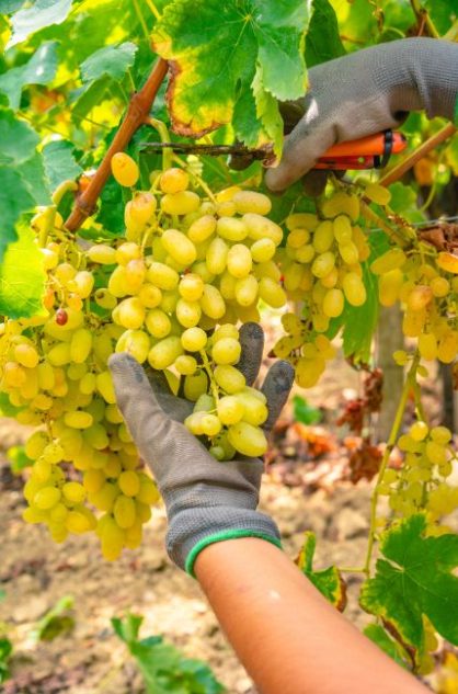 The Art of Raki Making Grape harvest featured vertical 1 - CV