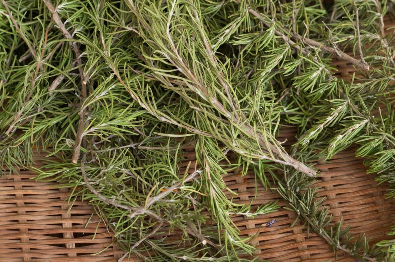 Cretan Herbs and Spices - rosemary - CV