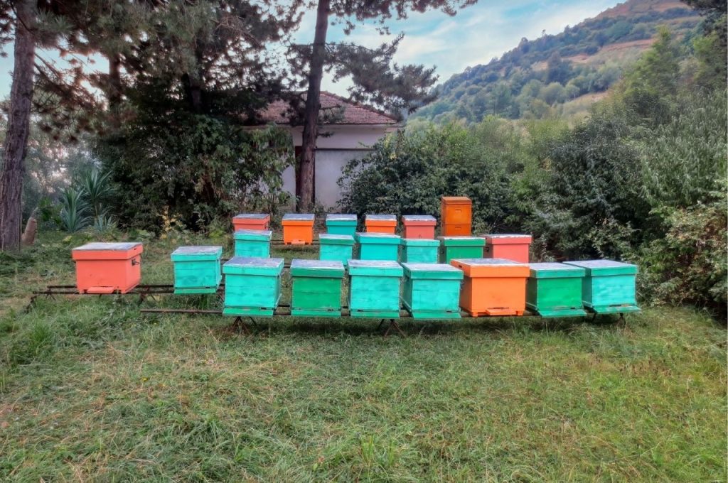 Cretan Honey - beekeeping boxes in mountain - CV